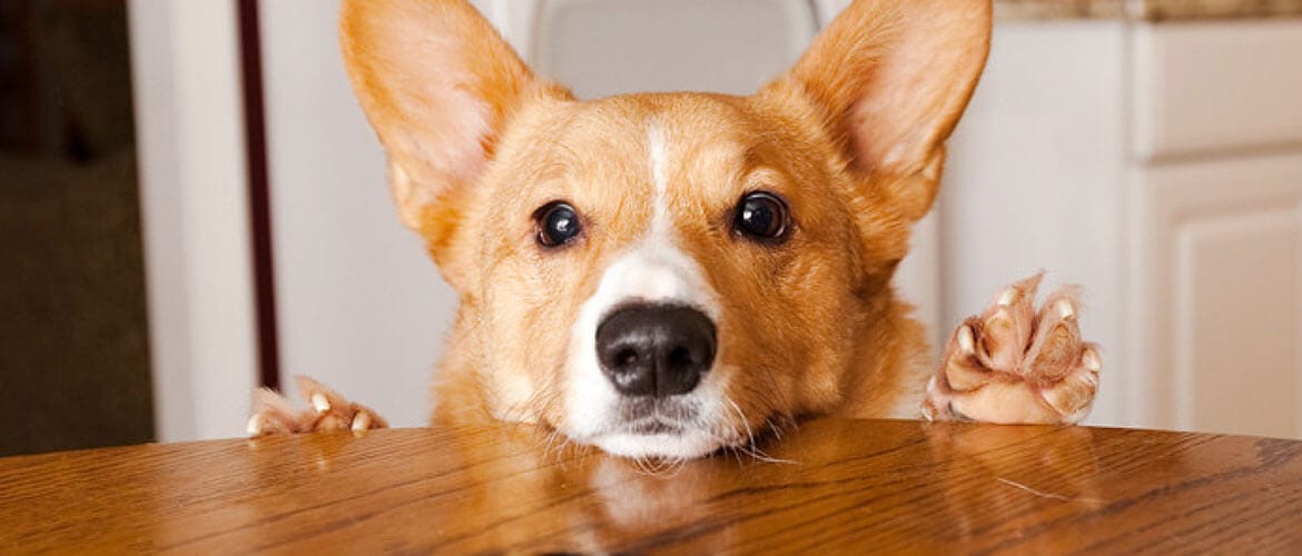 is avocado oil bad for dogs
