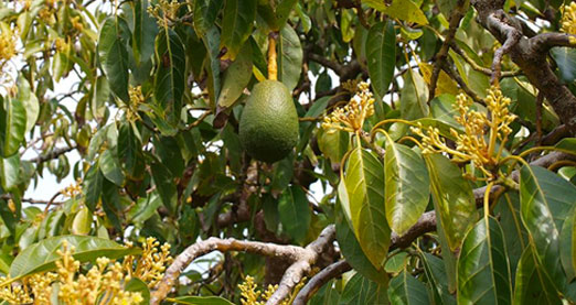 Mexican Avocado Industry Unites to Reveal a New Path to Sustainability