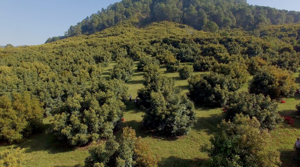 Mexican Avocado Industry Leads with First Zero-Deforestation Agreement