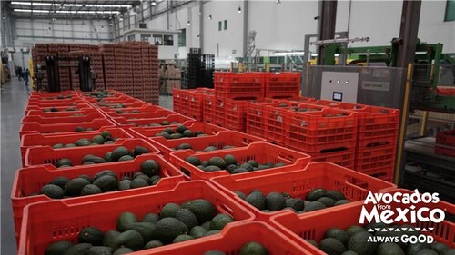 Guac Scores Biggest Big Game Yet: Avocados From Mexico® Reports Historic 300 Million Pounds of Mexican Avocado Imports for Sunday's Matchup